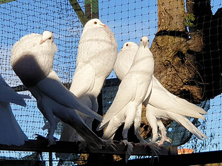 buchon ingles blanco